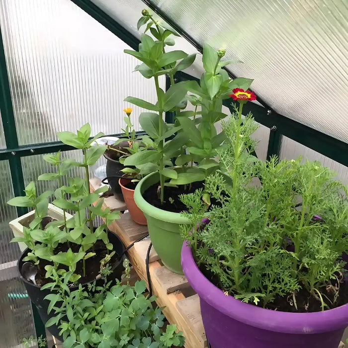 Grandio Element 6x12 Greenhouse Kit 10mm Polycarbonate Aluminum Frame